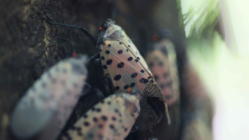 Spotted lanternflies perch on a tree at Inwood Hill Park on September 26, 2022 in New York City.