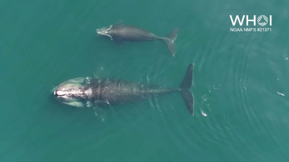 Endangered Right Whale Calf Feeding in Cape Cod Bay – NBC Boston