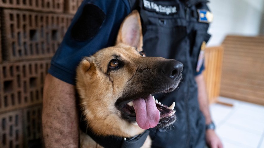 Rambo, a German Shepherd, who was injured in Ukraine’s embattled Kharkiv region and was later adopted by the Budapest Police’s dog squad is photographed, in Budapest Hungary. June 6, 2023.