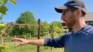 Ethan Joseph, vineyard manager and head wine grower for Shelburne Vineyards in Shelburne, Vermont, talks about damage to grapes from a late-season frost on May 31, 2023. Vineyards and apple orchards across the Northeast are still gauging damage from a late-season frost in May that wiped out a third to most of the crop for some growers who say it’s the worst frost damage they have ever seen.