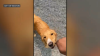 Golden retriever mix found malnourished, abandoned in Mattapan