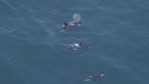 A pod of orcas, also known as killer whales, swimming about 40 miles south of Nantucket, Massachusetts, on Sunday, June 11, 2023.