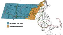 A map showing where black bears typically live in Massachusetts — their range is moving east from western and central Massachusetts, along the I-495 corridor.