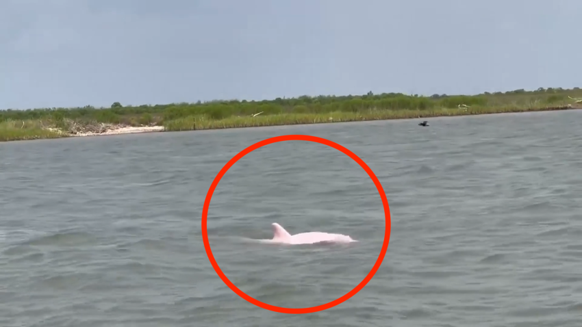 Possible rare pink dolphin in water