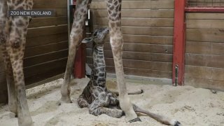 A baby giraffe lays between its mother's legs.