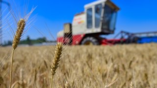 A harvester harvests wheat at a wheat field in Xiaotian village, Huanglou Street, Qingzhou city, East China’s Shandong province, June 8, 2023.