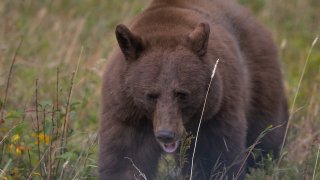 File photo of an American black bear