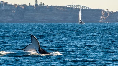 Crikey! Telemundo's Ariana Figuera spots pod of humpback whales in Sydney
