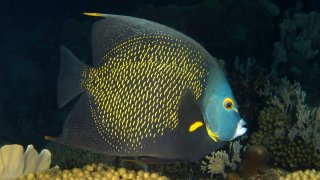 Adult French angelfish side view, Pomacanthus paru, Curacao, Netherlands Antilles, Digital Photo (horizontal),