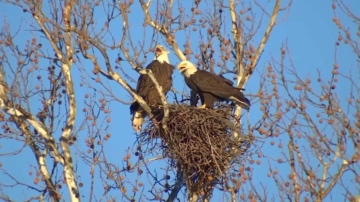 Bald eagles in Massachusetts are threatened by rat poison – NECN