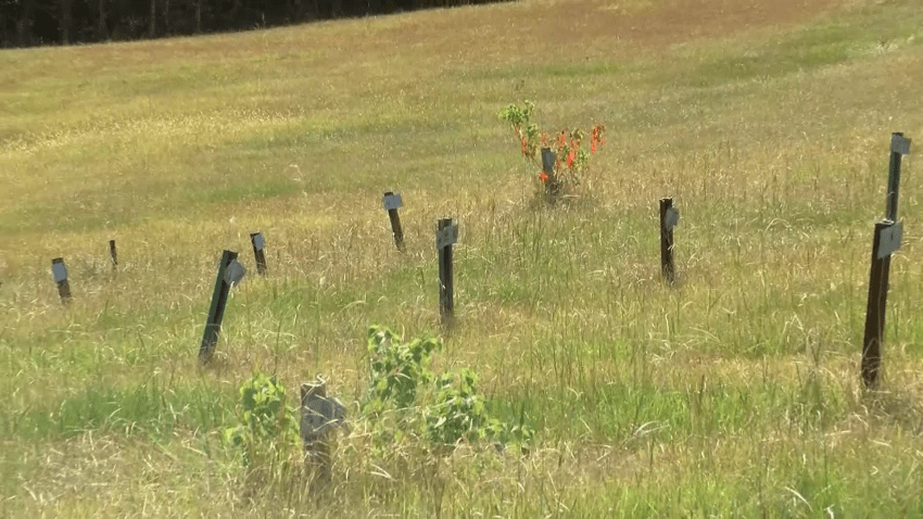 Pauper's graveyard in Mississippi field with post markers