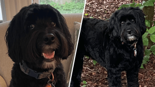 Lola the labradoodle is missing after being let off leash by a dog walker in Dedham.