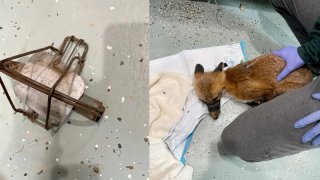 Handout photos showing an illegal animal leg trap and a fox that was injured by one in Arlington, Massachusetts.