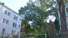 Neighbors push to save 150-year-old tree threatened by development in Jamaica Plain