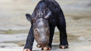 A newly born Sumatran rhino calf walks in its enclosure at Sumatran Rhino Sanctuary at Way Kambas National Park, Indonesia. The critically endangered Sumatran rhino was born on Sumatra Island Saturday, Nov. 25, 2023, the second Sumatran rhino born in the country this year and a welcome addition to a species that currently numbers fewer than 50 animals.