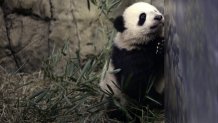 Tai Shan, the National Zoo's four-month-old giant panda cub, climbs on rocks in his exhibit in Washington November 29, 2005. Zoo veterinarians say the cub now weighs 8.7 kg (19.2 pounds) and is 79.2 cm (31.2 inches) long. (Photo by Brooks Kraft LLC/Corbis via Getty Images)