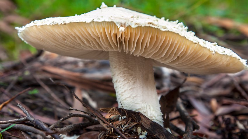 Mushrooms in New South Wales Australia Amanita Leoidella