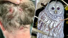 ‘I was shocked': Owl attacks man walking dog in Medfield