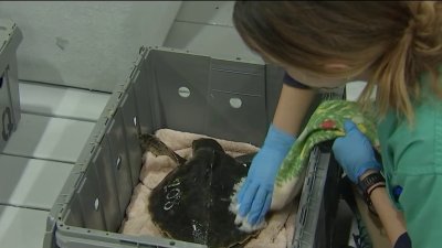 New England Aquarium treats 200+ cold-stunned turtles