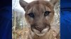 Stone Zoo's 9-year-old cougar dies after months of seizures: ‘Incredibly sad day'