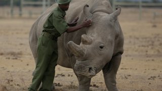 Keeper Zachariah Mutai attends to Fatu, one of only two northern white rhinos left in the world.