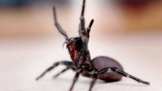 A Funnel Web spider