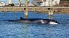 Whale in poor condition after being stranded in RI pond