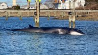 Whale in poor condition after being stranded in RI pond