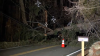 Strong winds knock down trees, utility poles across Mass.