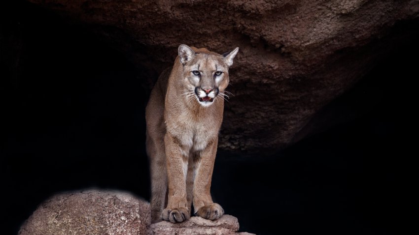 FILE - Cougar