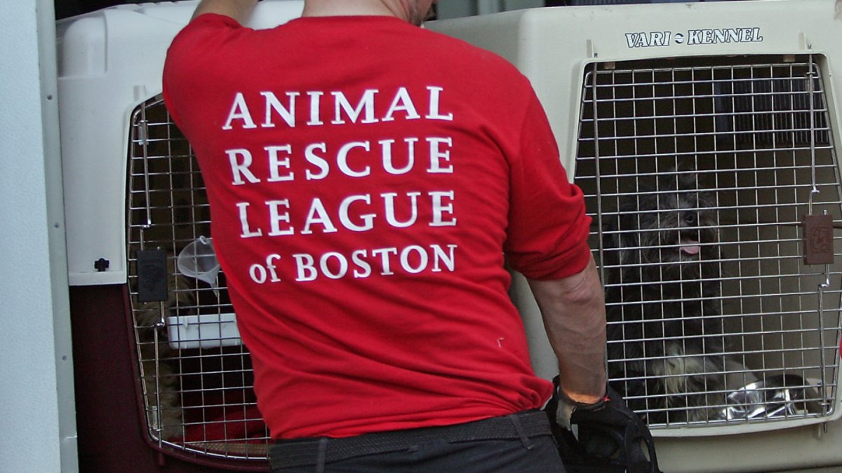 波士顿I-93高速公路附近发现一只10周大的小狗，被成功营救