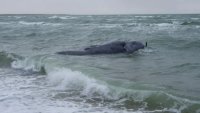 Whale dead off Martha's Vineyard was wrapped in Maine lobster rope: NOAA