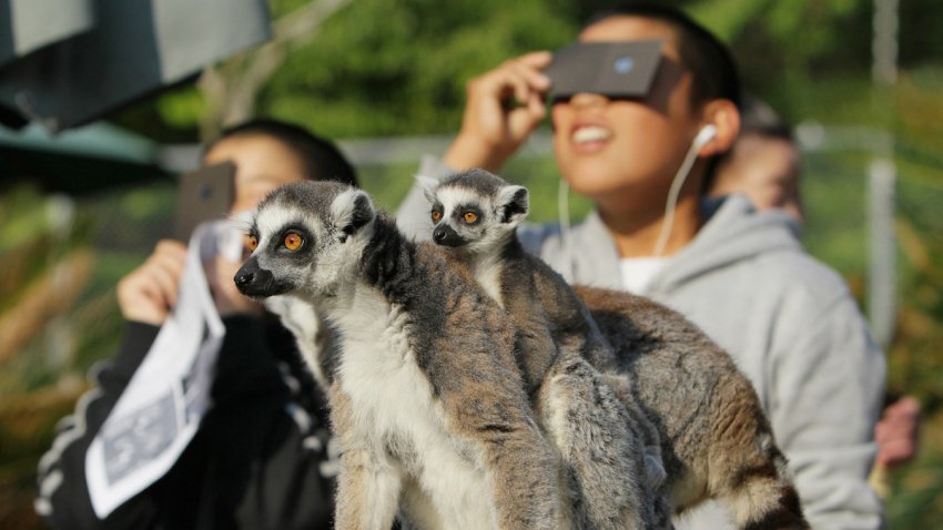 Ring-tailed lemurs look on as children view a solar eclipse at the Japan Monkey Center in Inuyama city in Aichi prefecture, central Japan on May 21, 2012. Millions turned their eyes to the sky on both sides of the Pacific to gaze excitedly as a solar eclipse created a “ring of fire” at dawn in Asia and crept towards a darkening western US.    AFP PHOTO / JIJI PRESS    JAPAN OUT (Photo by JIJI PRESS / JIJI PRESS / AFP) (Photo by JIJI PRESS/JIJI PRESS/AFP via Getty Images)