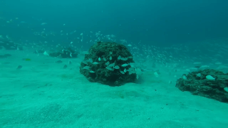 Reef ball with school of fish