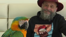 Samba the macaw, who was rescued after being stuck in a tree for two days, enjoys mango gelato with his  owner Giulio Ferrari, March 19, 2024.