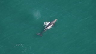 A gray whale seen south of Nantucket on March 1, 2024.