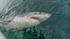 Great white shark back off Cape Cod after epic journey to Mexico