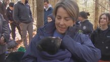 Gov. Maura Healey holds a bear cub in western Massachusetts on a tagging expedition Friday, March 8, 2024.