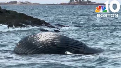 Dead whale washes up in Marblehead