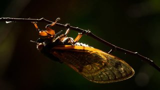 FILE - A Brood X cicada on a tree in Kickapoo State Recreation area near Danville, Illinois, on June 10, 2021.