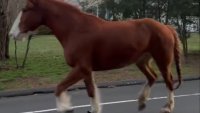 Unusual ‘jogger' holds up traffic in Connecticut town