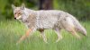 Police warn of coyotes attacking dogs in Westport, Conn.