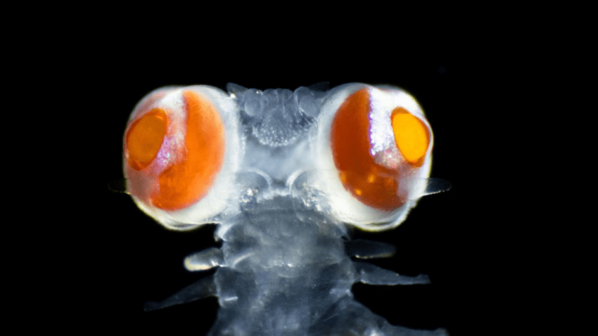 Michael Bok and Anders Garm discover vanadis bristle worms have eyes that see as well as mammals.