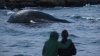 Dead whale washes up on beach in Marblehead