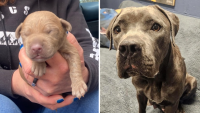 Nursing mother dog reunited with another one of her puppies in Conn., 3 remain missing