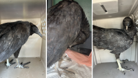 Conn. vultures were ‘too drunk to fly' after eating fermented garbage