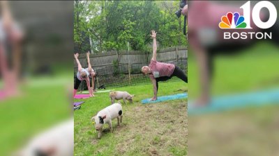 This piglet yoga class is sowing joy in Mass.