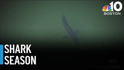 Scientists give shark season outlook