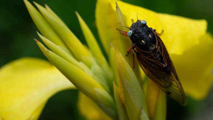 A blue-eyed cicada perches on a flower at the Morton Arboretum, Friday, May 24, 2024, in Lisle, Ill.