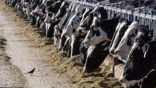 FILE – Dairy cattle feed at a farm on March 31, 2017, near Vado, N.M.